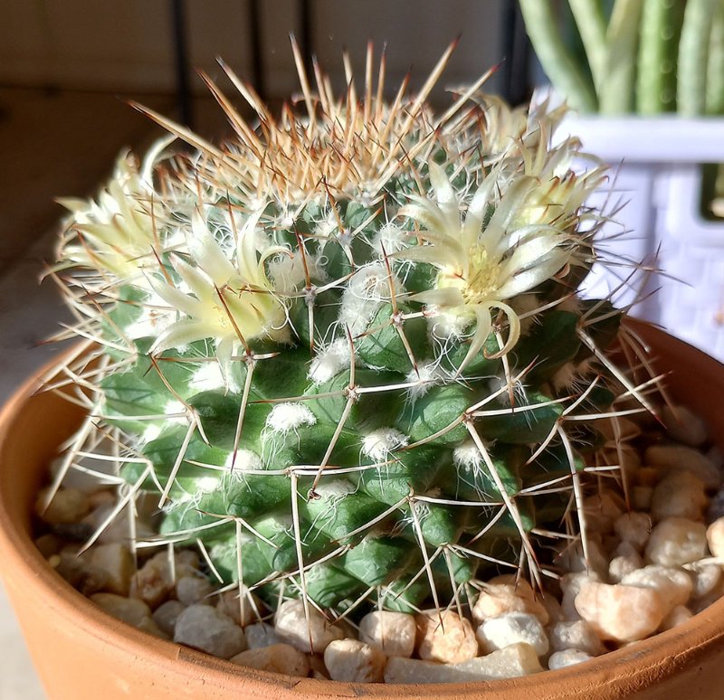 Mammillaria 5sm.jpg