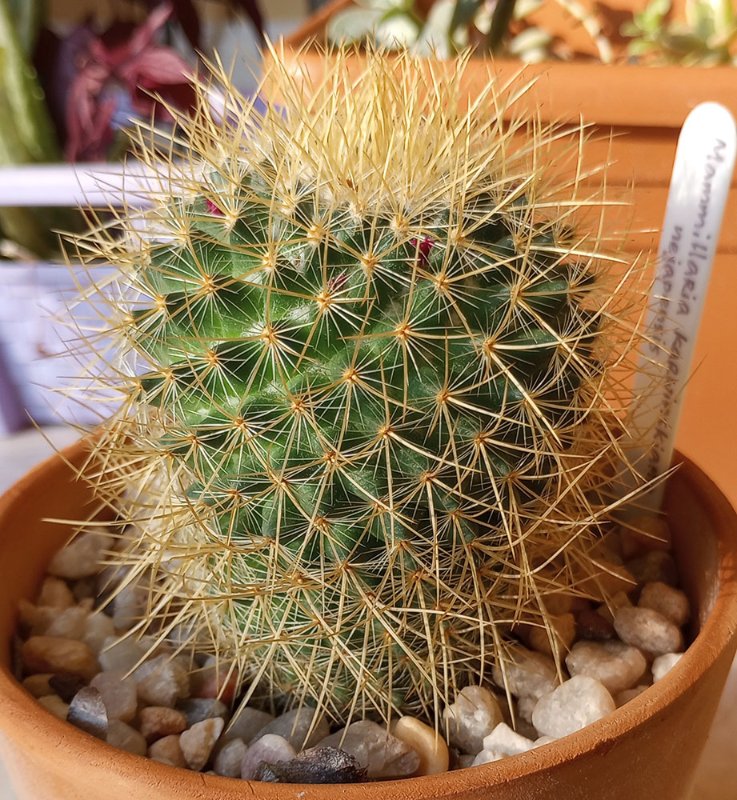 Mammillaria 6sm.jpg