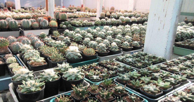 Cacti in the large greenhouse