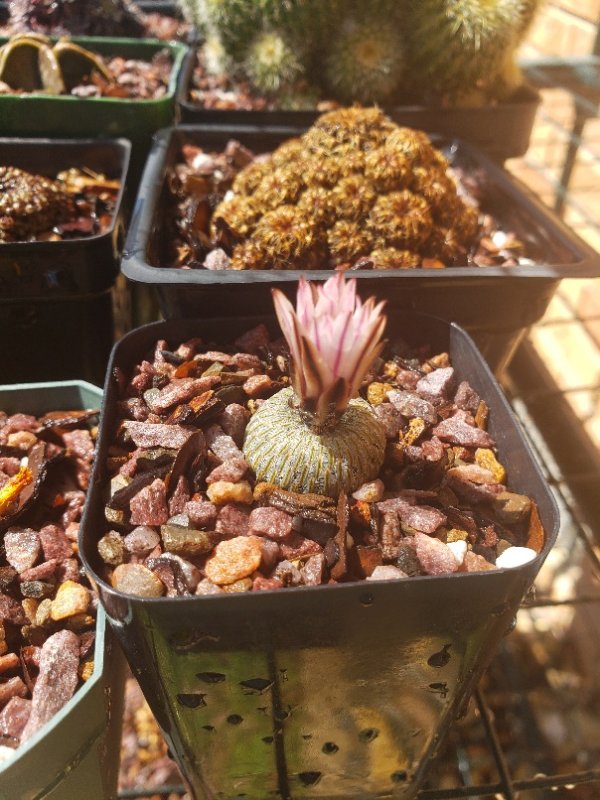 Turbinicarpus pseudopectinatus