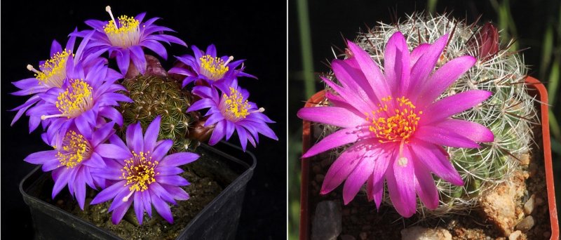 Mammillaria_deherdtiana&dodsonii.jpg