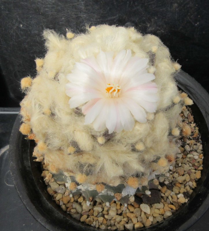 A. retusus v bicolor