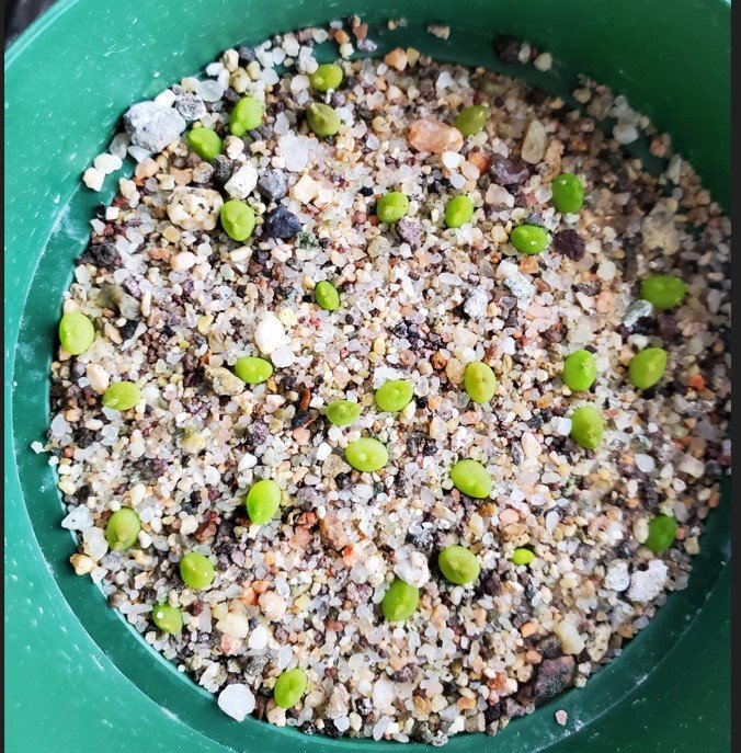 Astrophytum coahuilense