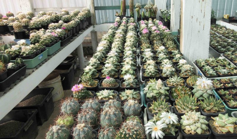 Medium size Ariocarpus species