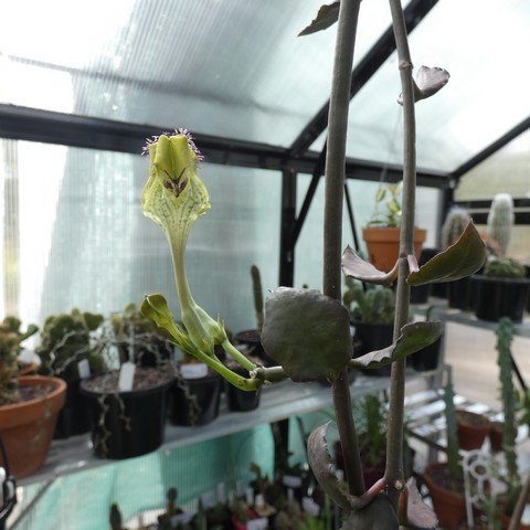 Ceropegia radicans ssp smithii 23041901.JPG