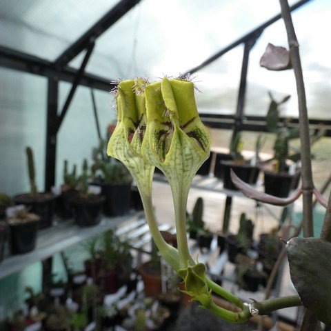 Ceropegia radicans ssp smithii 23041902.JPG