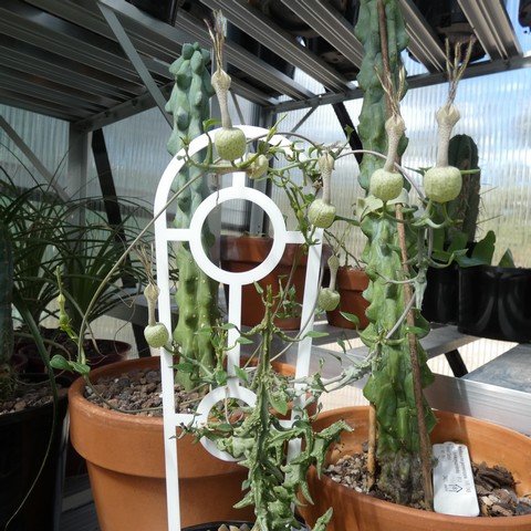 Ceropegia simoneae 23041901.JPG