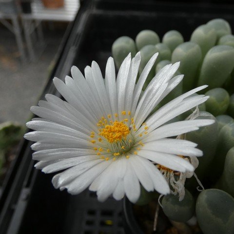 Fenestraria aurantiaca 23041902.JPG