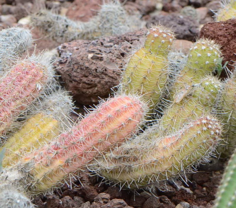 DSC_1840 (prov. Echinocereus sp. (Cactaceae) (nknown))_2.jpg