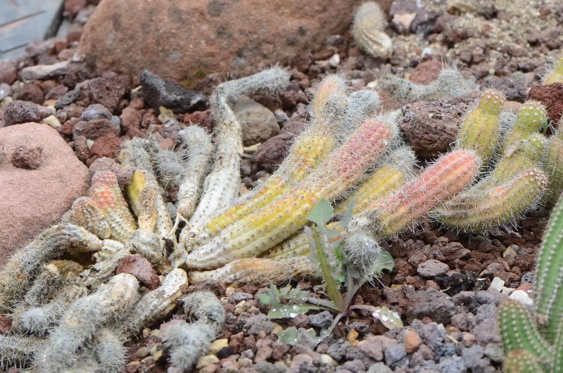 DSC_1840 (prov. Echinocereus sp. (Cactaceae) (nknown))_resize.jpg