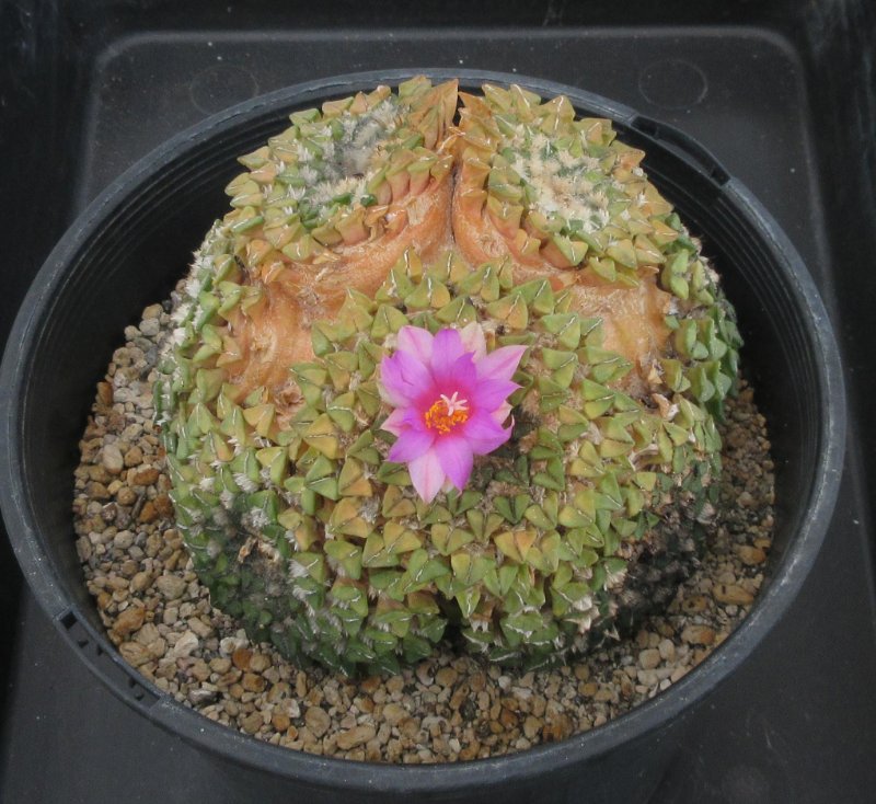 A. kotschoubeyanus f Rio Verde