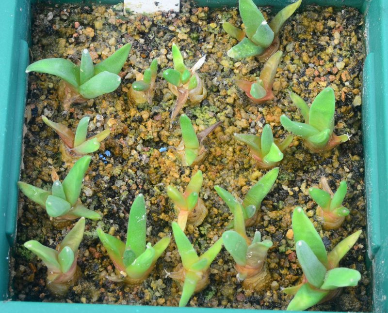 A. retusus v bicolor