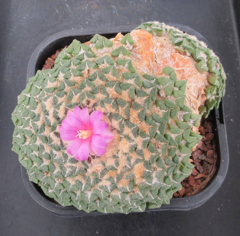 A. kotschoubeyanus f Rio Verde