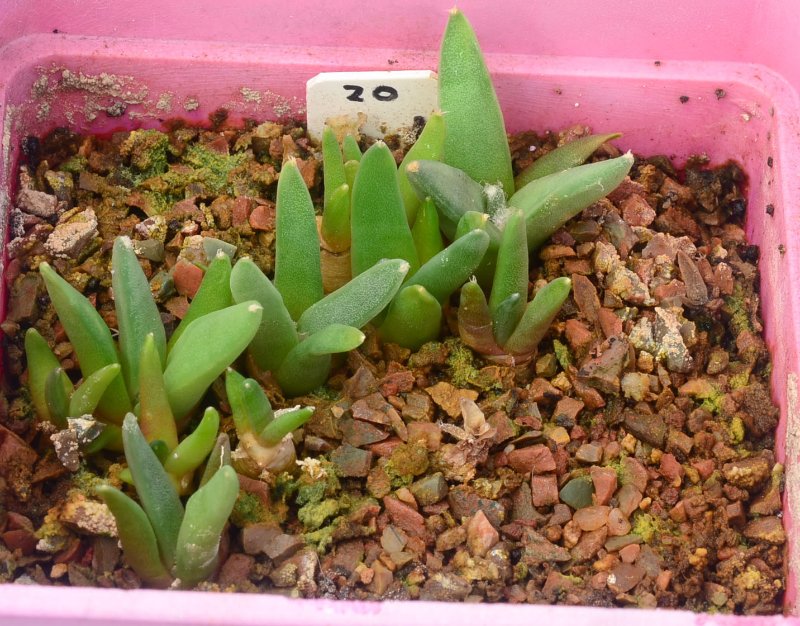 A. retusus v scapharostroides