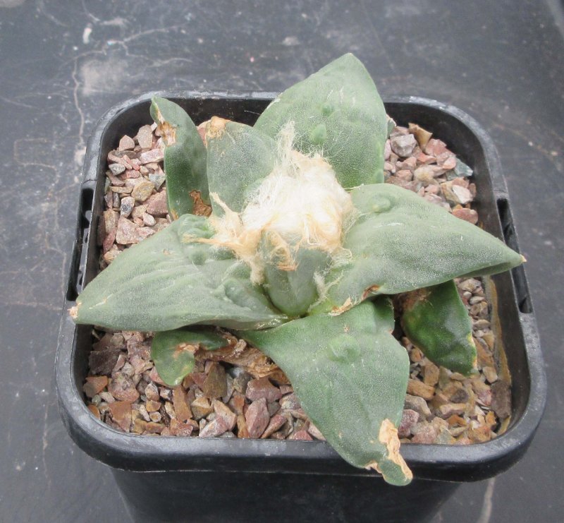 A. retusus v furfraceus cv Suguri cauliflower
