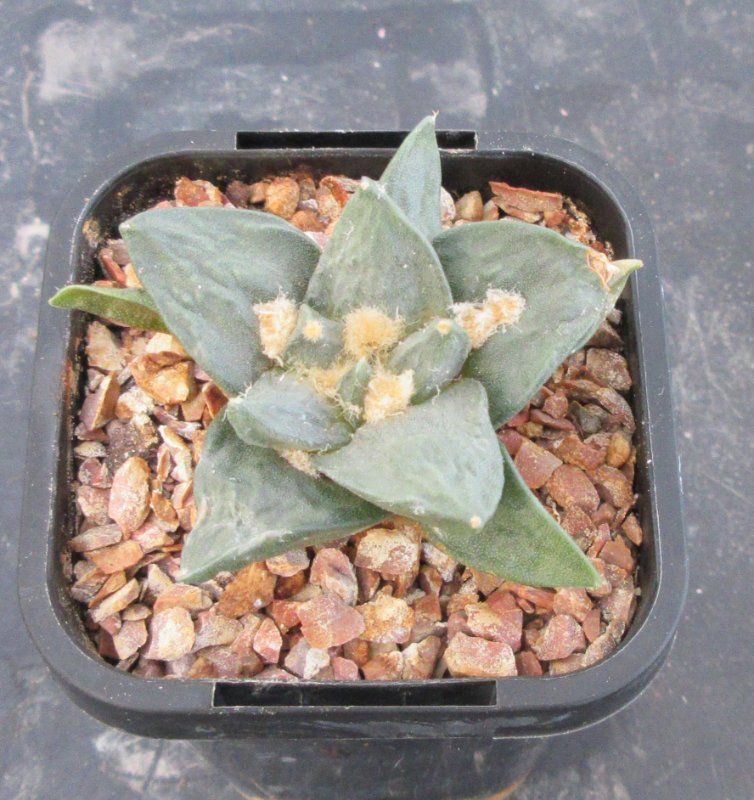 A. hybrid