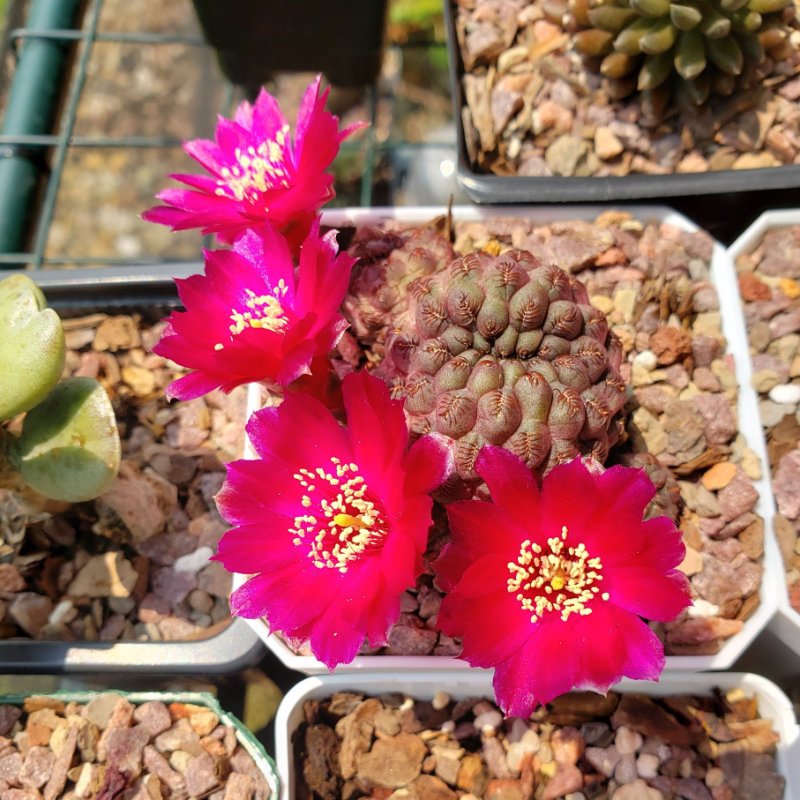 Sulcorebutia rauschii.jpg