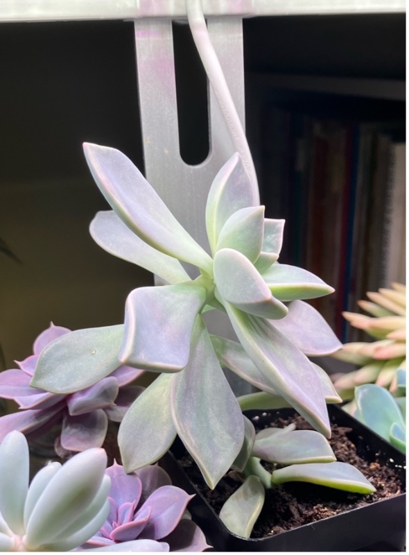 Graptopetalum.jpg