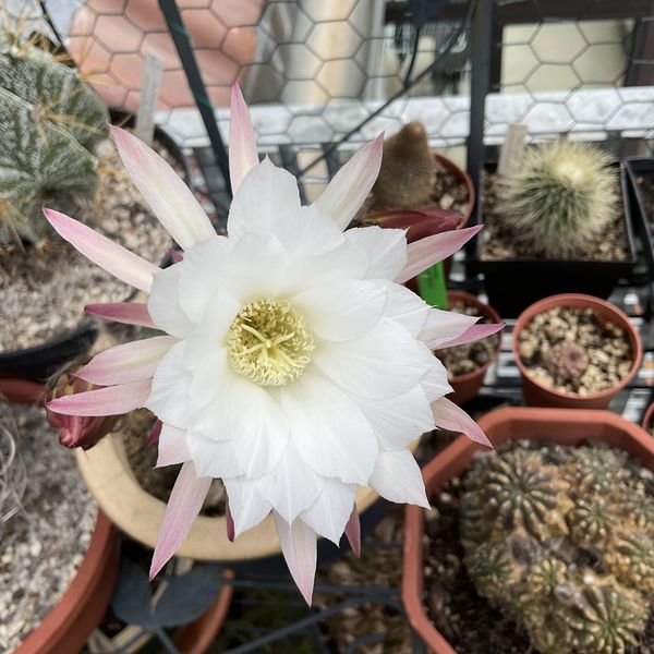 Echinopsis subdenudata -- night 1