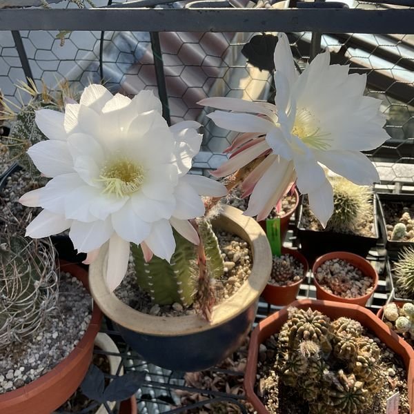 Echinopsis subdenudata -- night 2: Those are the buds of night 1!