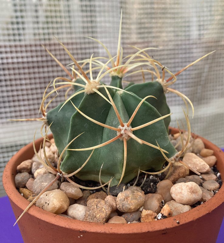 Cactus 1 small.jpg