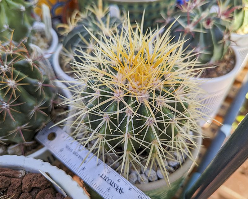 Echinocactus grusonii little.jpg