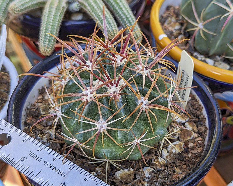 Ferocactus viridescens.jpg