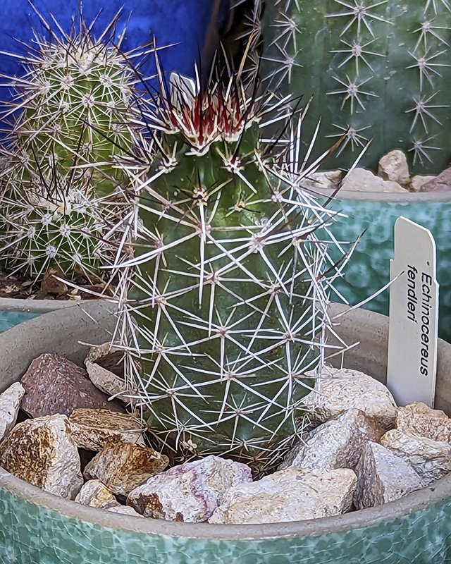 Echinocereus fendleri.jpg