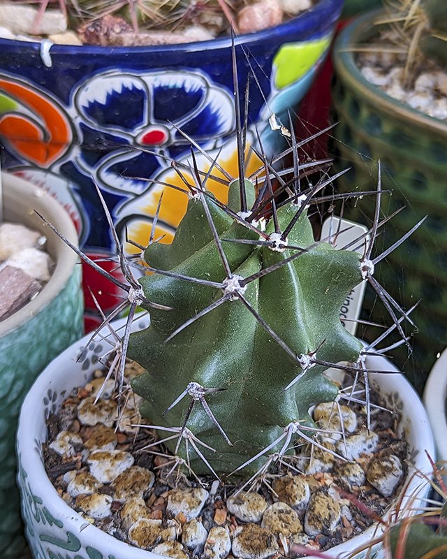 Echinocereus triglochidiatus.jpg