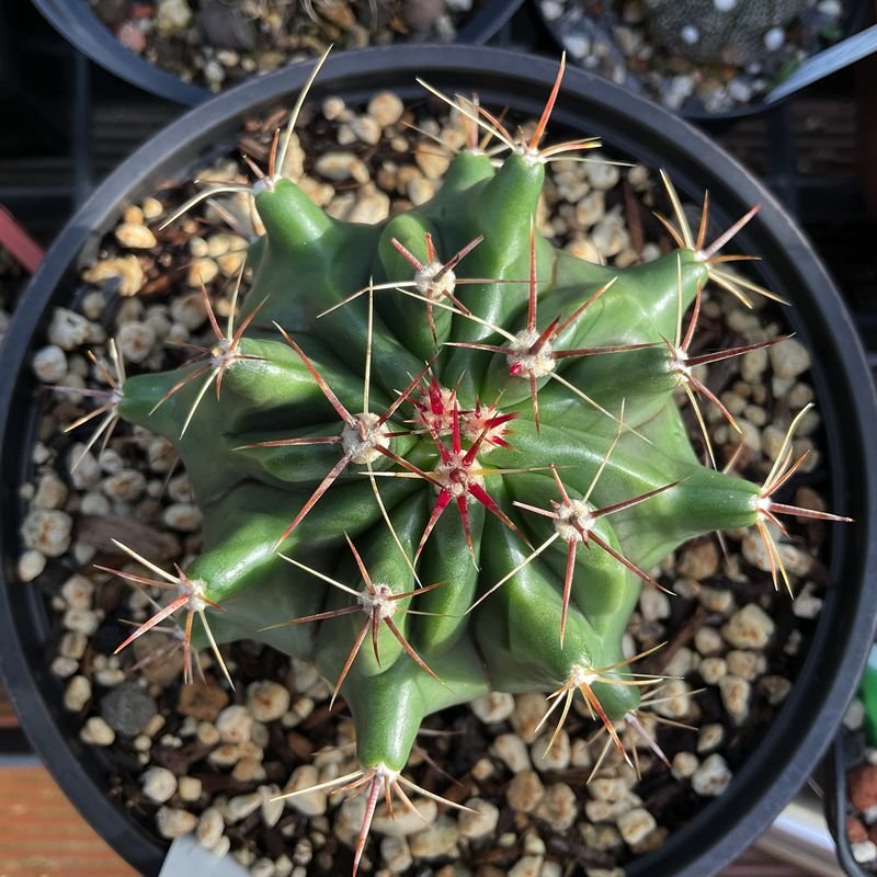 Now growing red spines?