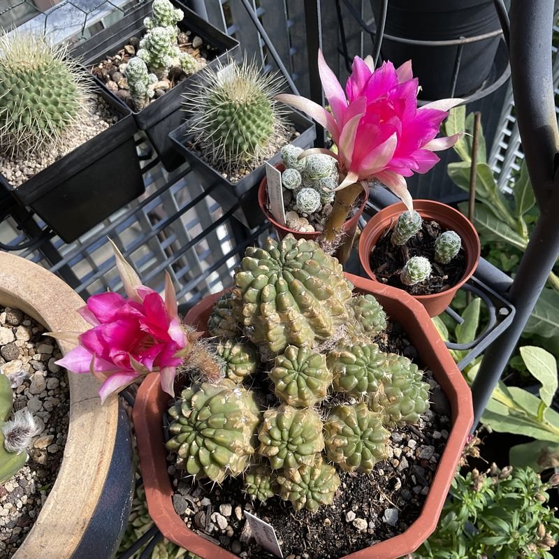 One of today's flowers: Lobivia hertrichiana, first time ever in stereo.