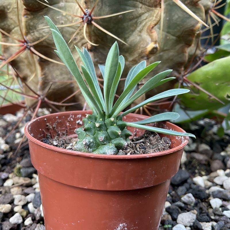 Portrait in front of a Ferocactus histrix.