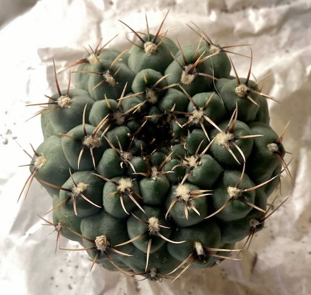 1.Gymnocalycium sp.