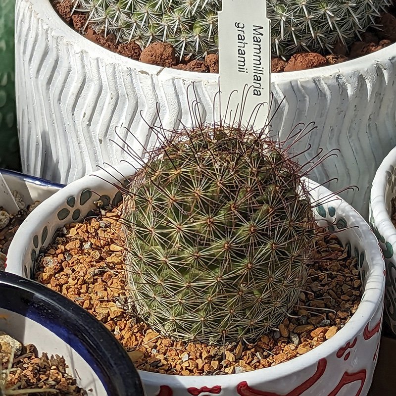 Mammillaria grahamii 1.jpg