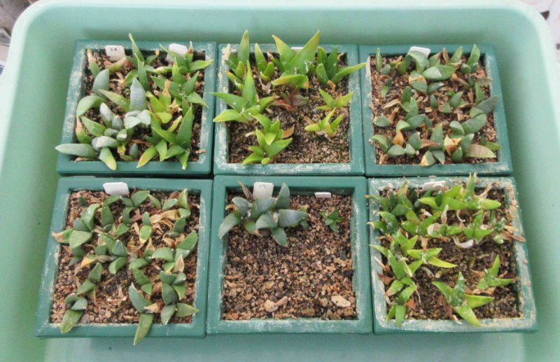 Ariocarpus seedlings