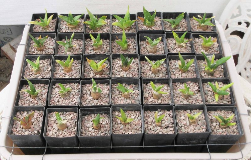 Ariocarpus seedlings in 5 cm square tubes