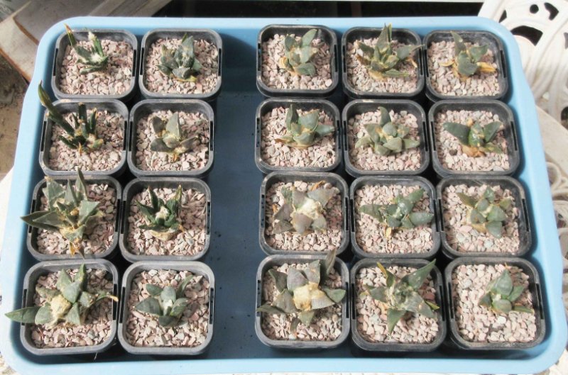 Ariocarpus seedlings in 6.5 cm square pots