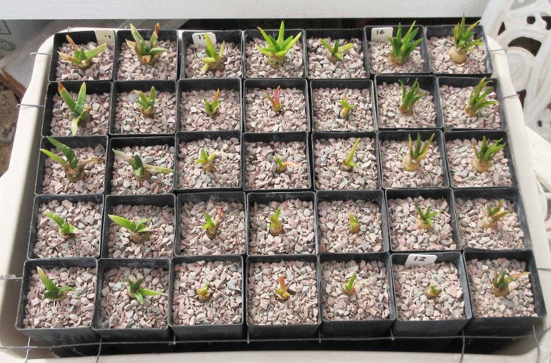 Ariocarpus seedlings