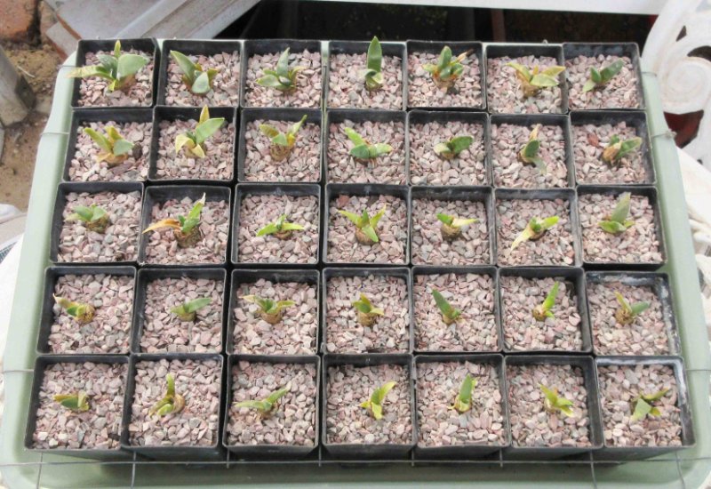 Retusus related seedlings in 5 cm square tubes
