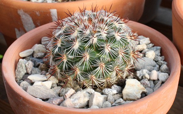 Mammillaria_deherdtiana05062012.JPG