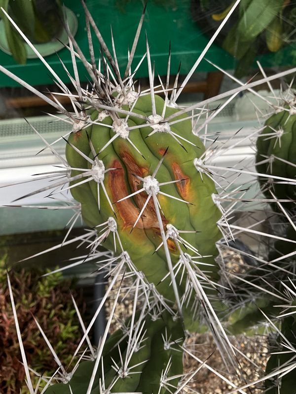 Western side of the plant: not sunburns?