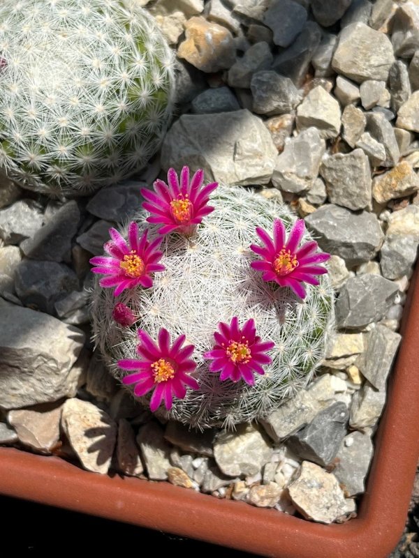 Mammillaria humboldtii