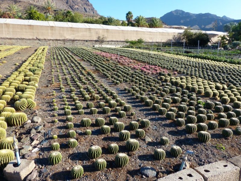 Echinocactus grusonii v. intermedia.jpg