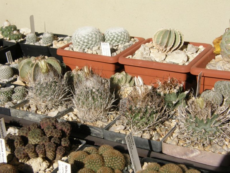 Turbinicarpus in bloom.jpg