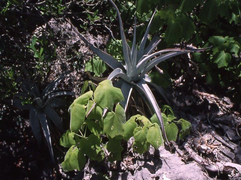 Aloe roeoeslii, habitat.jpg