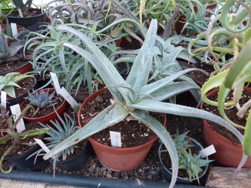 Aloe rooeslii, 3 years.jpg