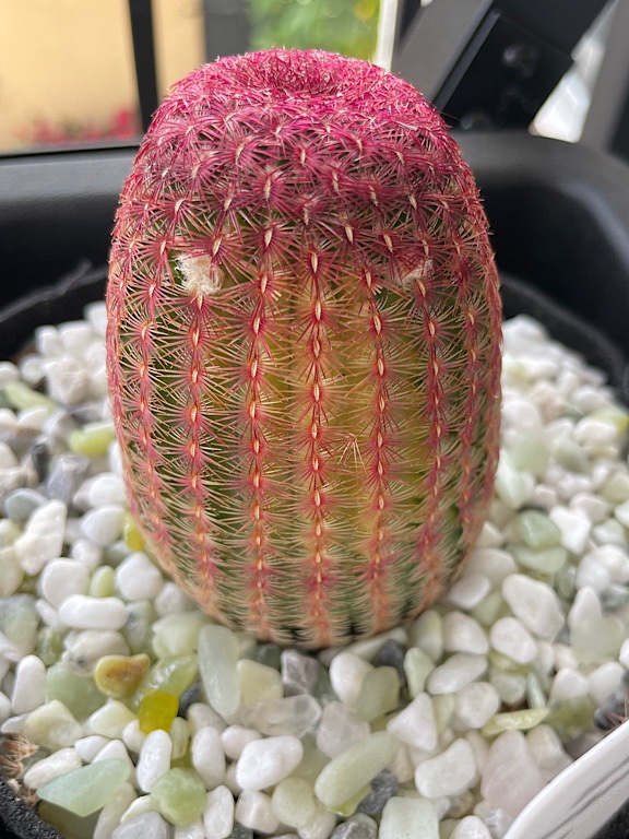 Sunburned Echinocereus Rigidissimus