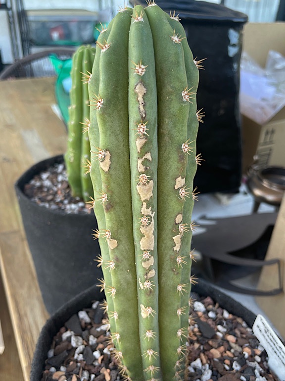 Trichocereus Scopulicola x Peruvianus Hybrid with Sunburn &amp; Edema - 1