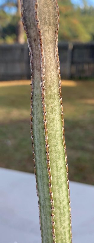 Peniocereus 1a.jpg