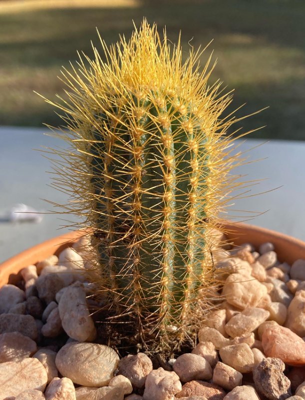 Pilosocereus 1a.jpg